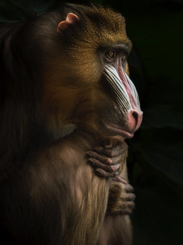 Mandril